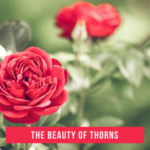 The Beauty of Thorns