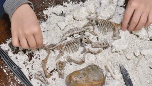 Dinosaur bones being dug out of a toy excavation kit