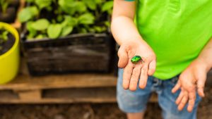 Preschooler in a green shirt holding a green beetle in his hand 